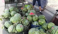 文县网红吃瓜事件,揭秘网络舆论背后的真相与反思