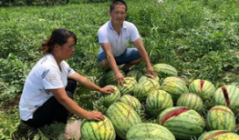 新沂网红吃瓜事件,揭秘网络舆论背后的真相