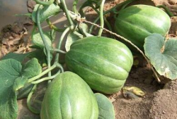 51吃瓜网官网有病毒吗