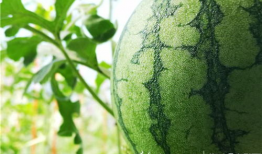 51吃瓜 网 地址,揭秘网络八卦背后的真相与趣味”