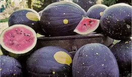 北京朝阳黑料吃瓜网,吃瓜网带你探秘网络八卦风云